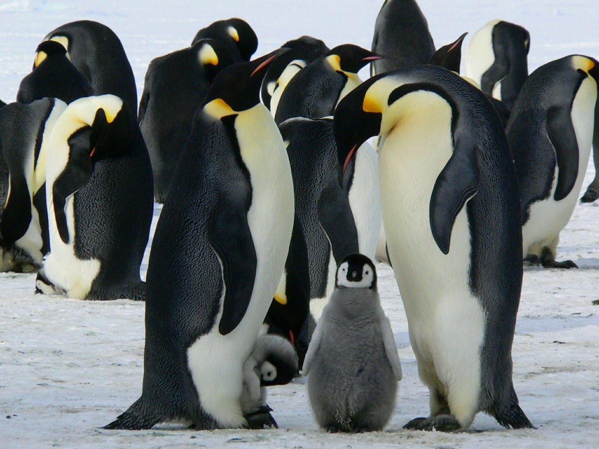 ФОТО: Пингвин 8