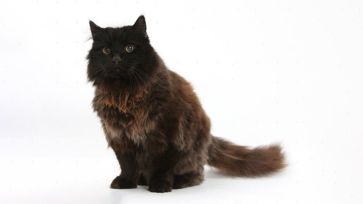 ФОТО: Йоркская шоколадная кошка 5