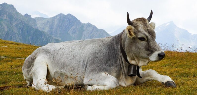 ФОТО: Серебристый бык