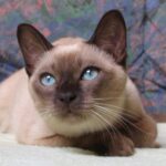 ФОТО: Тонкинская кошка 34 открытки