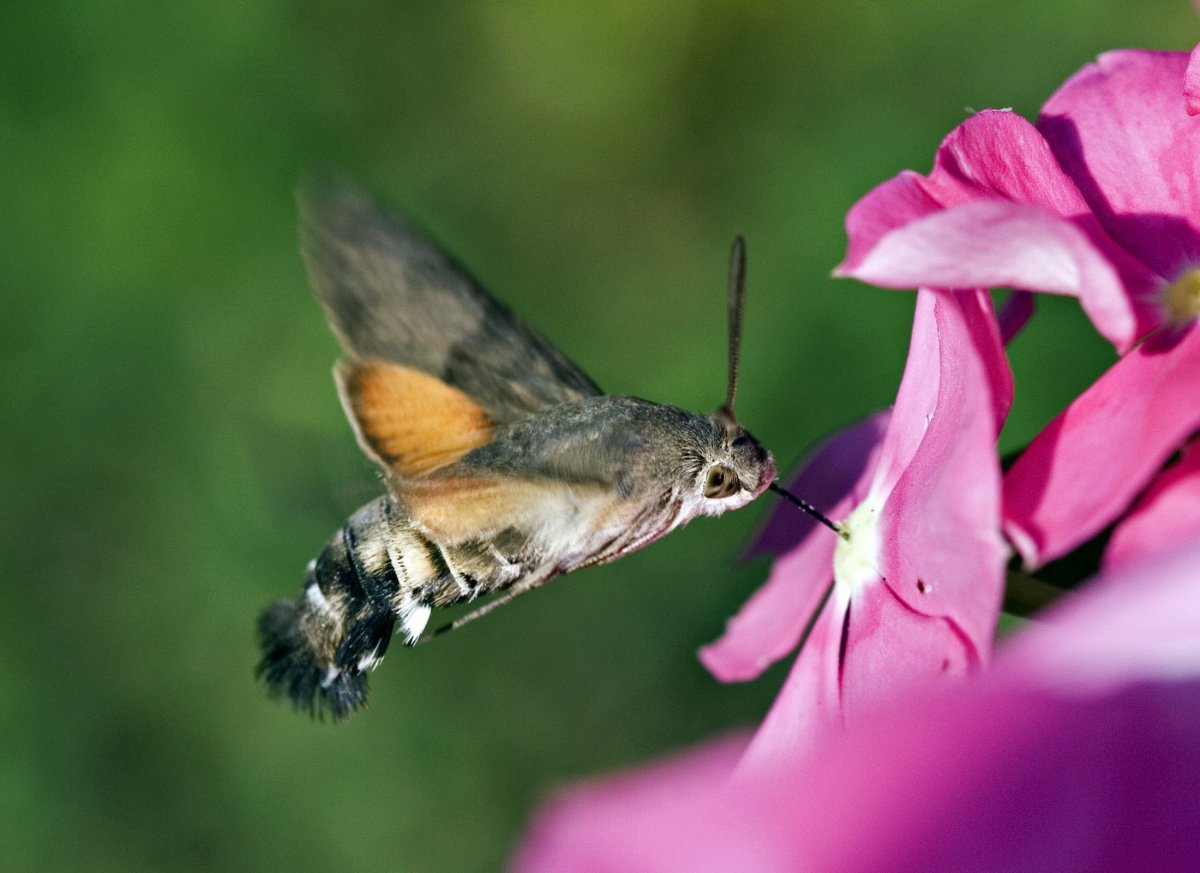 ФОТО: Бражник бабочка 4