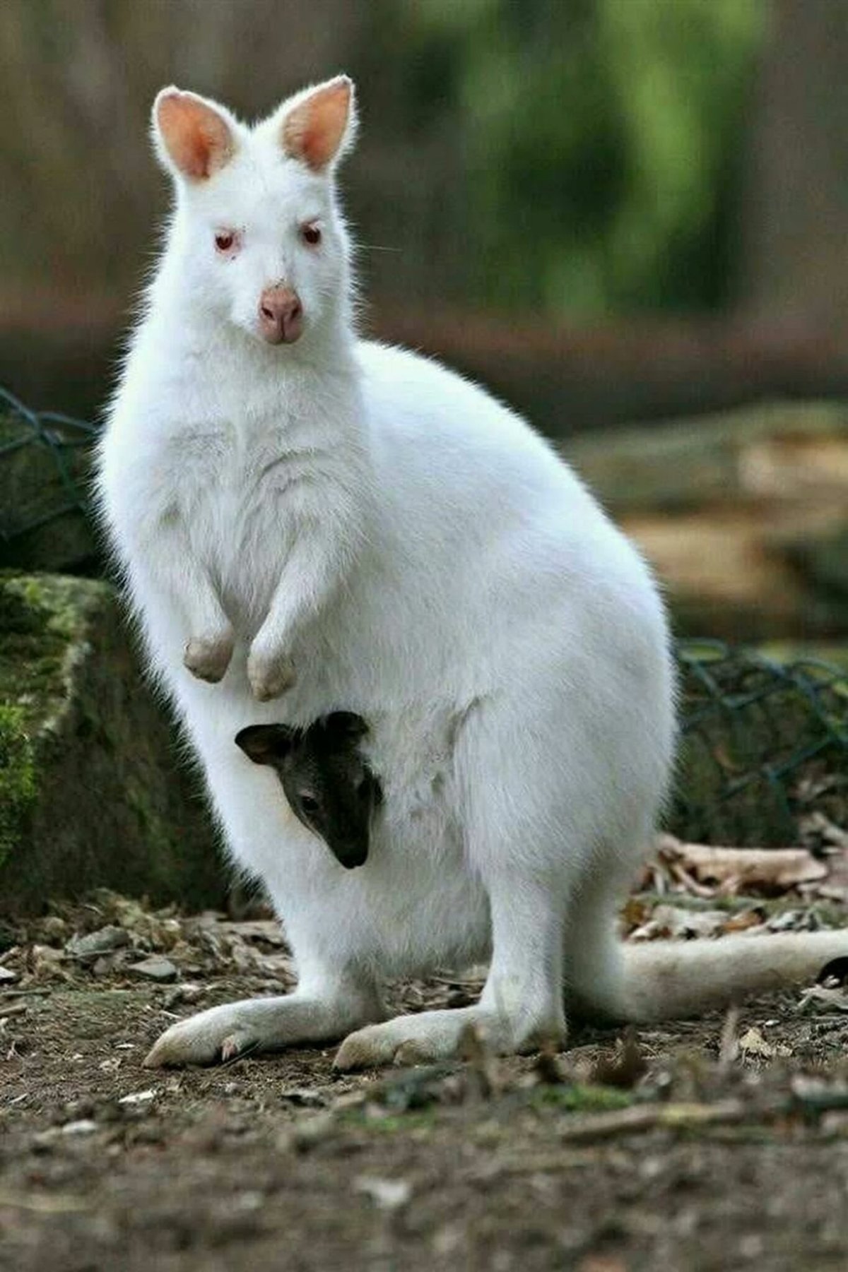 ФОТО: Белый кенгуру 10