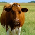 Стельная корова - подборка фоток 118