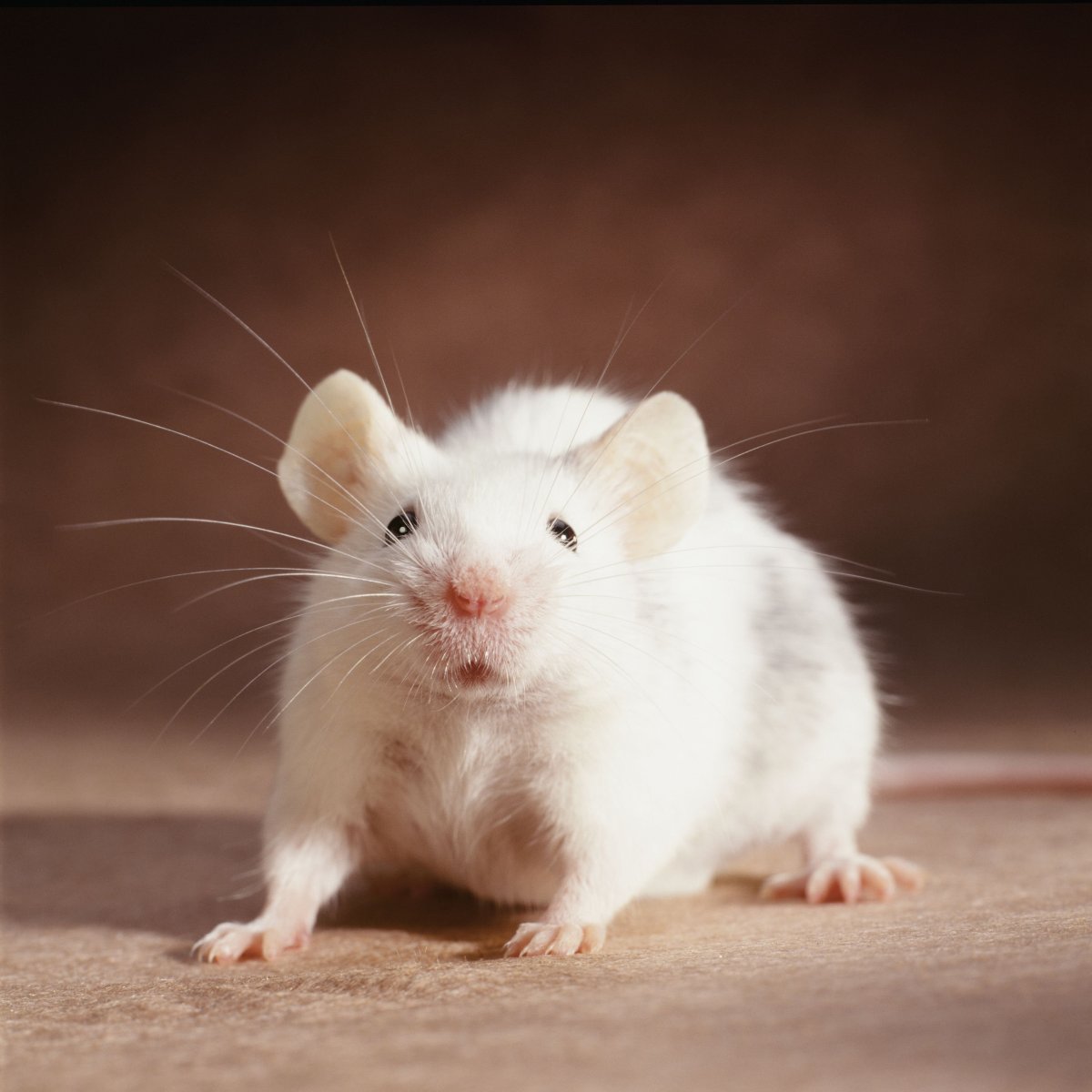 ФОТО: Белая мышь 2