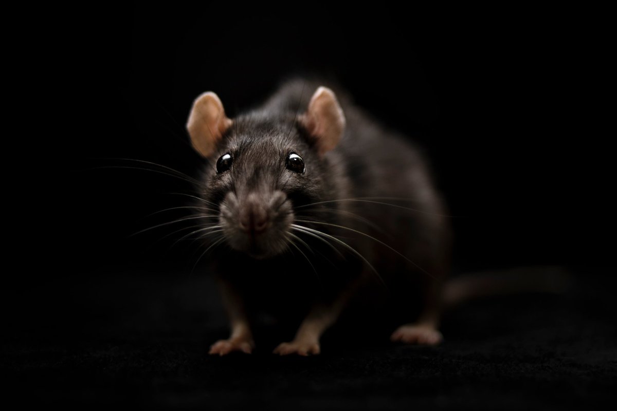 ФОТО: Черная крыса 7