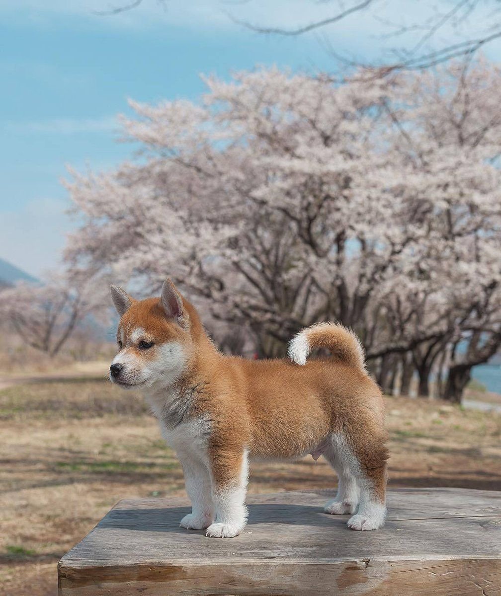 ФОТО: Японская порода собак Акита ину 8