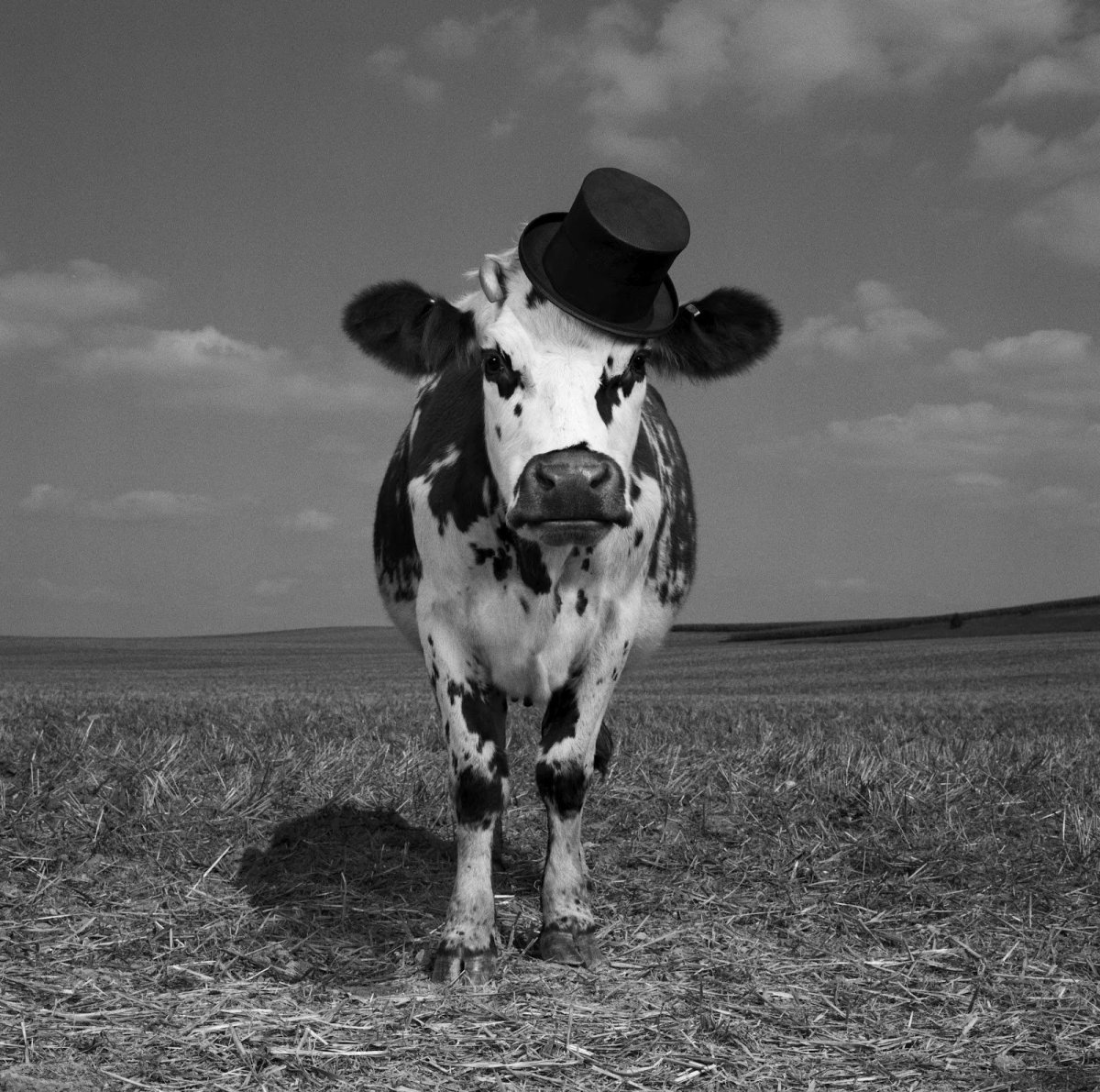 ФОТО: Танцующая корова 3