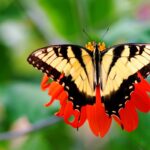 ФОТО: Живые бабочки 10 тату на запястье