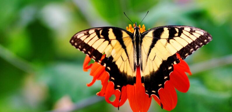 ФОТО: Живые бабочки