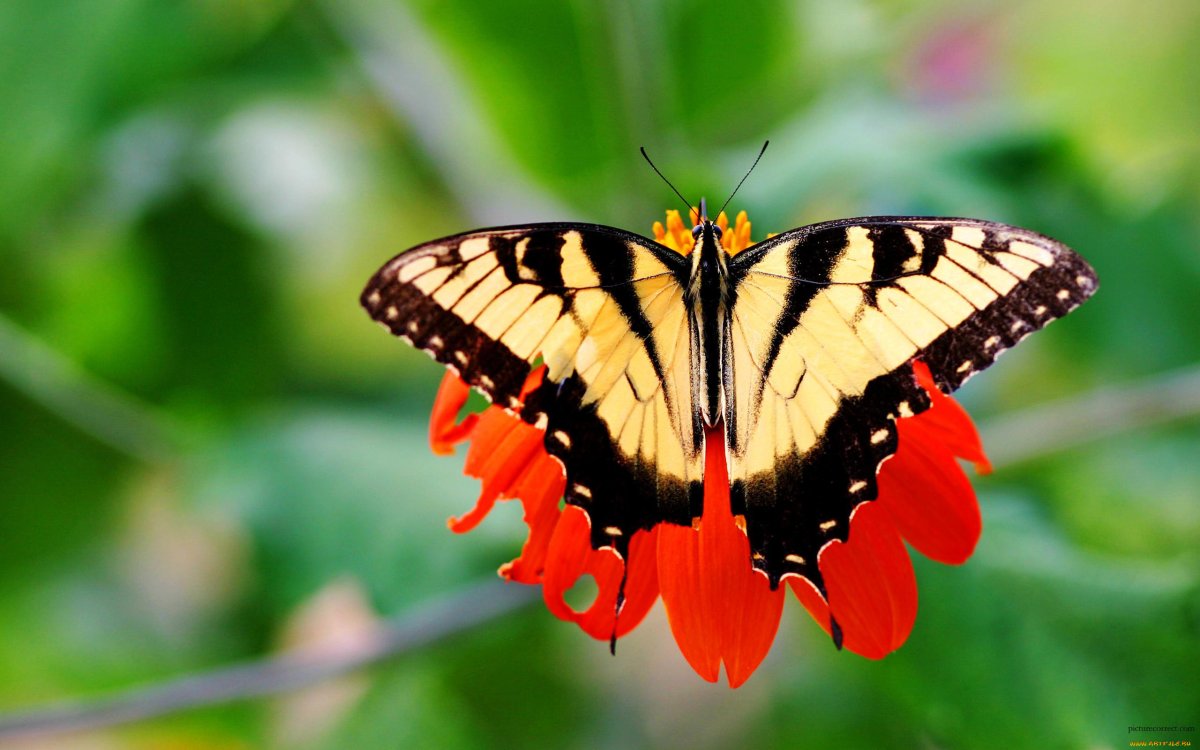 ФОТО: Живые бабочки 1