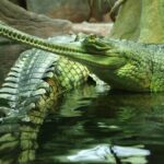 ФОТО: Крокодил зеленый 15