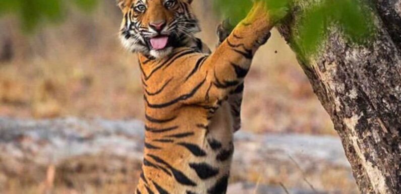 ФОТО: Муравьиный тигр