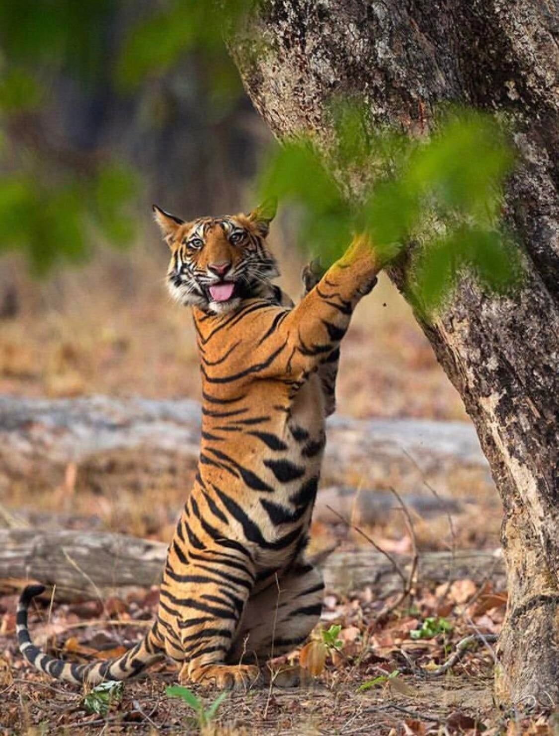 ФОТО: Муравьиный тигр 1