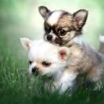 ФОТО: Малюсенькие собачки 35 открытки