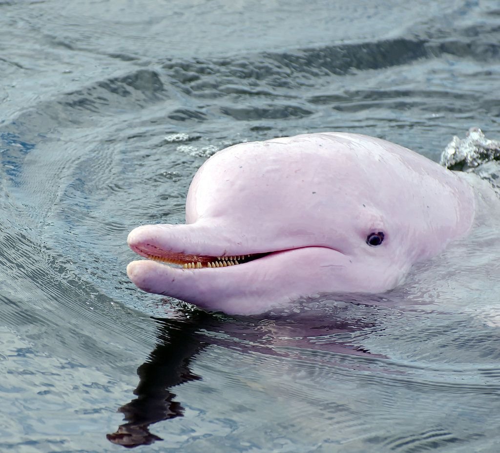ФОТО: Розовые дельфины 4