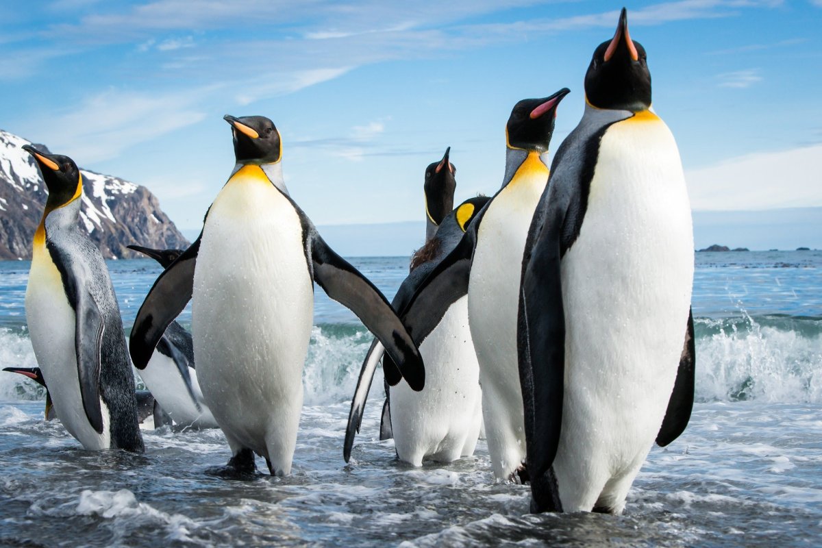 ФОТО: Виды пингвинов 8