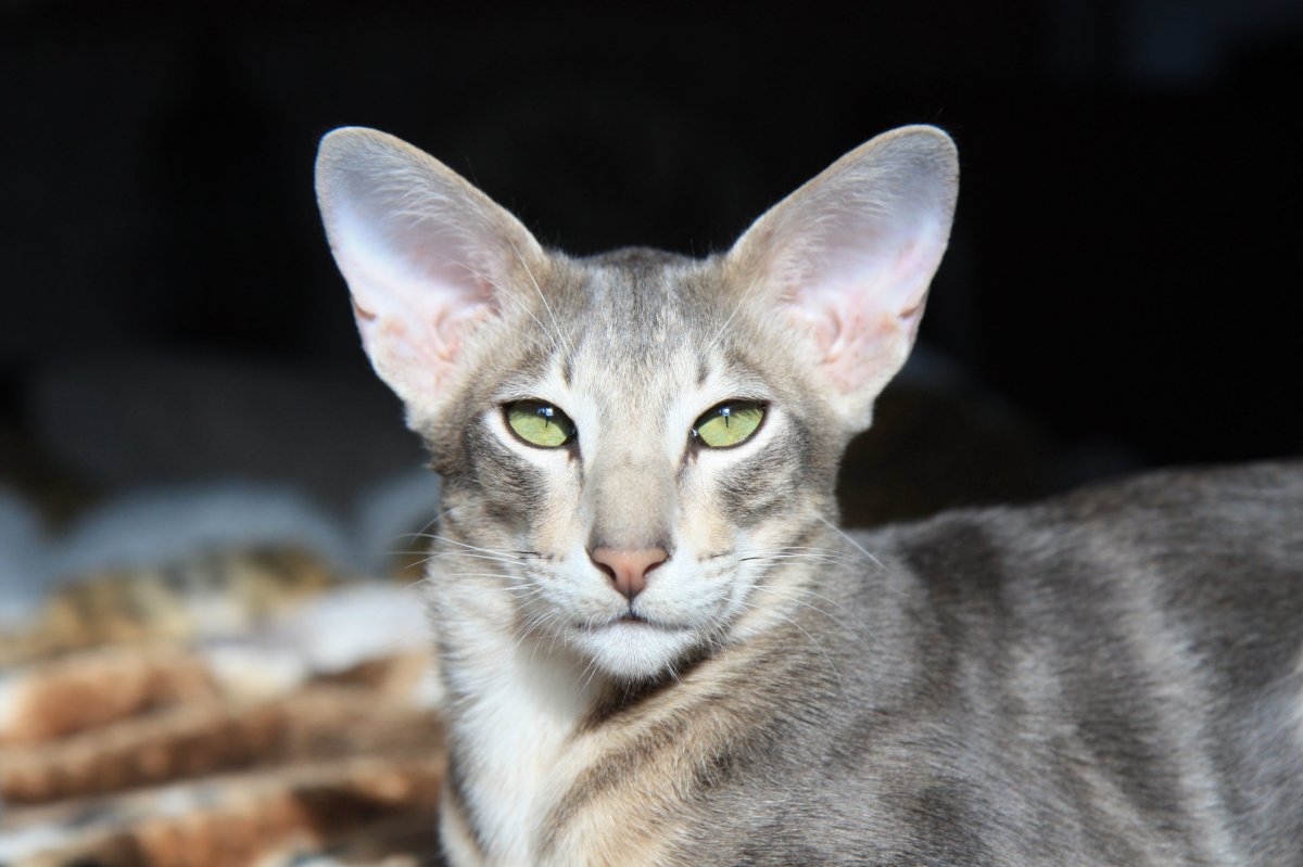 ФОТО: Кот ориентальной породы 2
