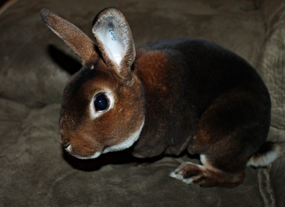 ФОТО: Бургундский кролик 10