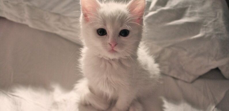ФОТО: Маленький белый котенок