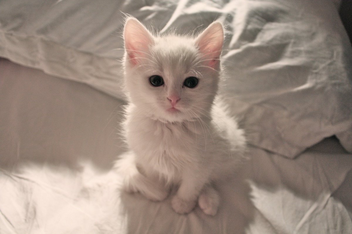 ФОТО: Маленький белый котенок 1