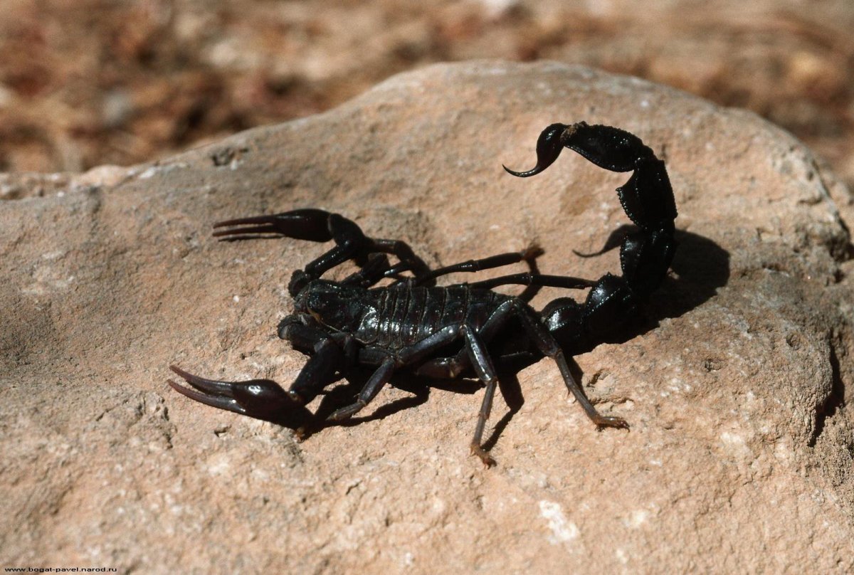 ФОТО: Черный Скорпион 6