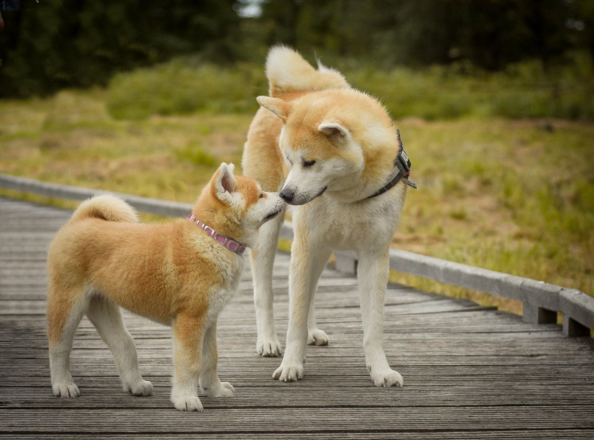 ФОТО: Японская порода собак Акита ину 3