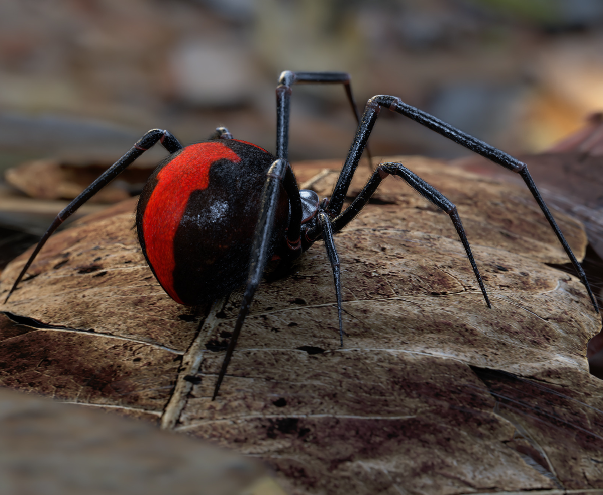 ФОТО: Самые опасные пауки 9