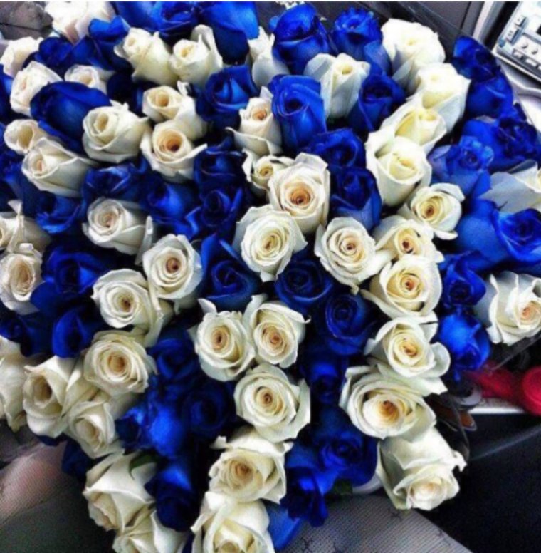 Сине белые розы