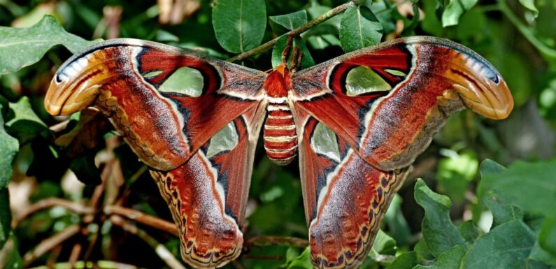 ФОТО: Бабочка атлас