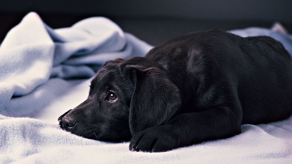 ФОТО: Большая черная собака 3