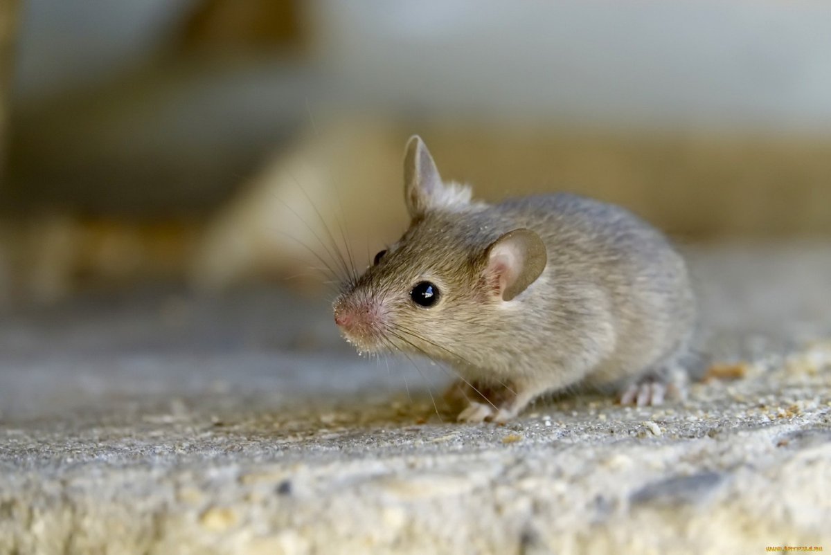 ФОТО: Серая мышка 10