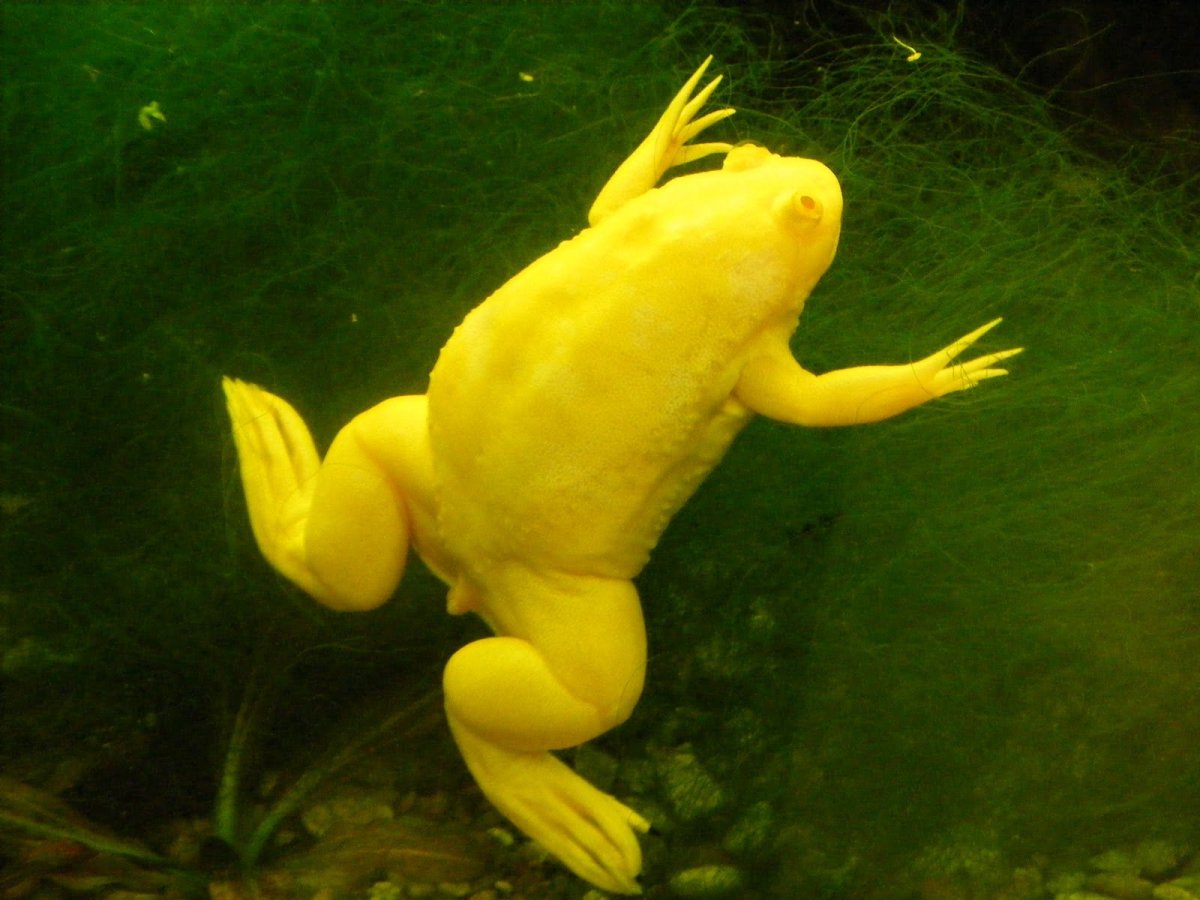 ФОТО: Гладкая шпорцевая лягушка 6