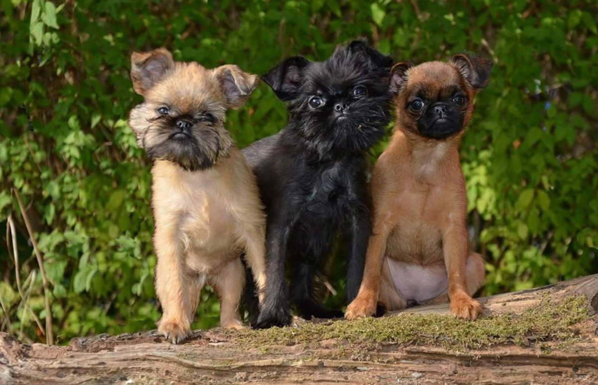 Малые бельгийские собаки (ФОТО) 10