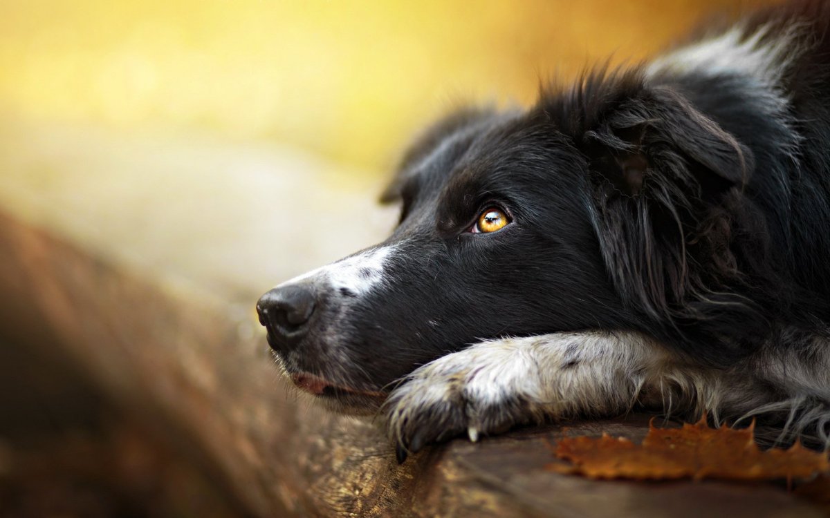 ФОТО: Большая черная собака 4