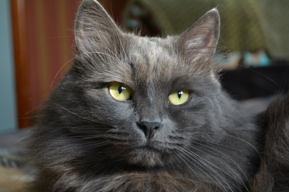 ФОТО: Порода кошек нибелунг 8