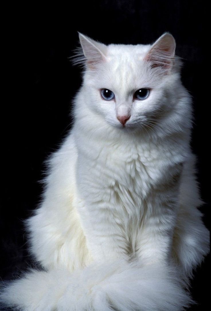 ФОТО: Кошка турецкая ангора 4