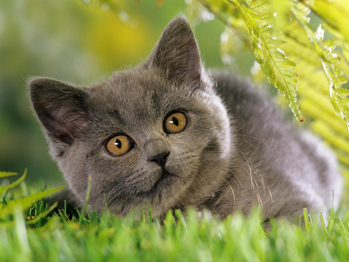 ФОТО: Британская кошка 10