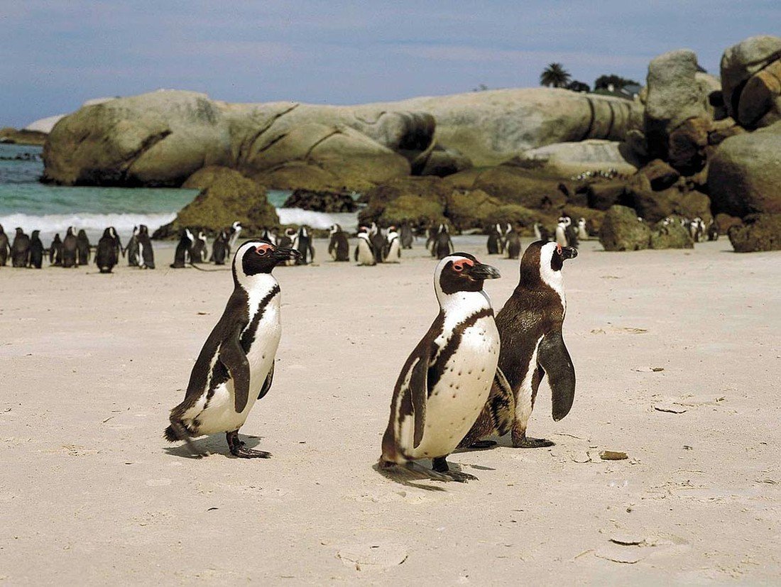 ФОТО: Пингвины в Африке 2