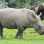 ФОТО: Носороги 6