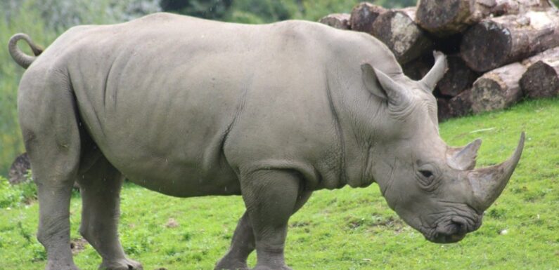 ФОТО: Носороги