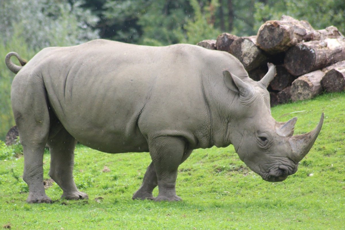 ФОТО: Носороги 1