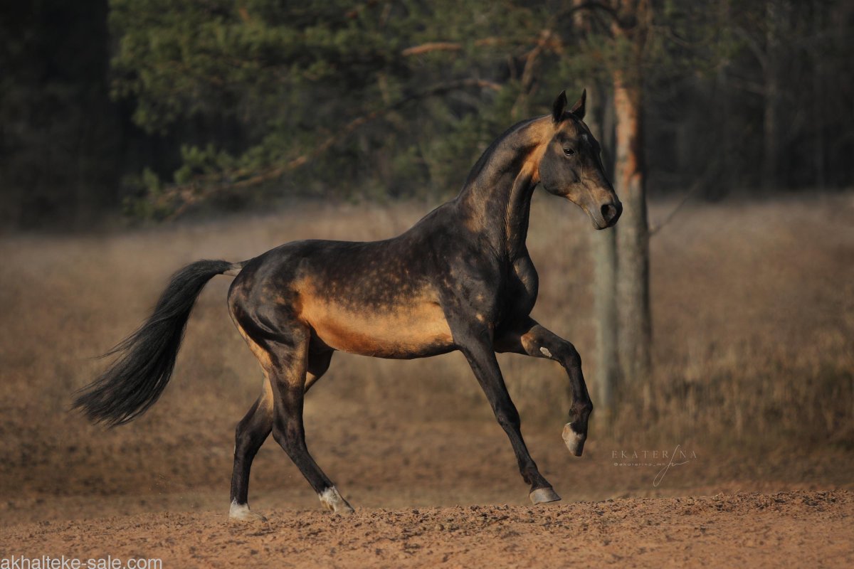 ФОТО: Буланый конь 5
