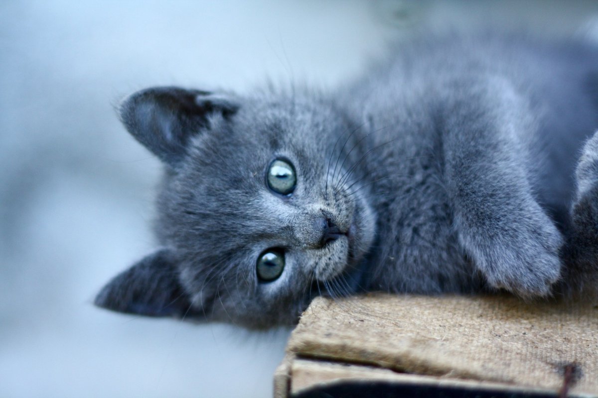 ФОТО: Голубой кот 2