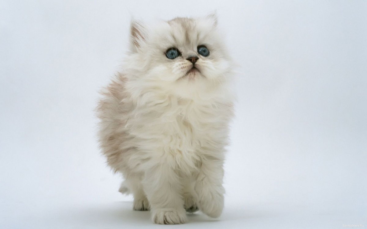 ФОТО: Персидская кошка 2