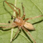 Желтосумный колющий паук 17 фото