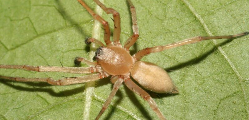 ФОТО: Желтосумный колющий паук
