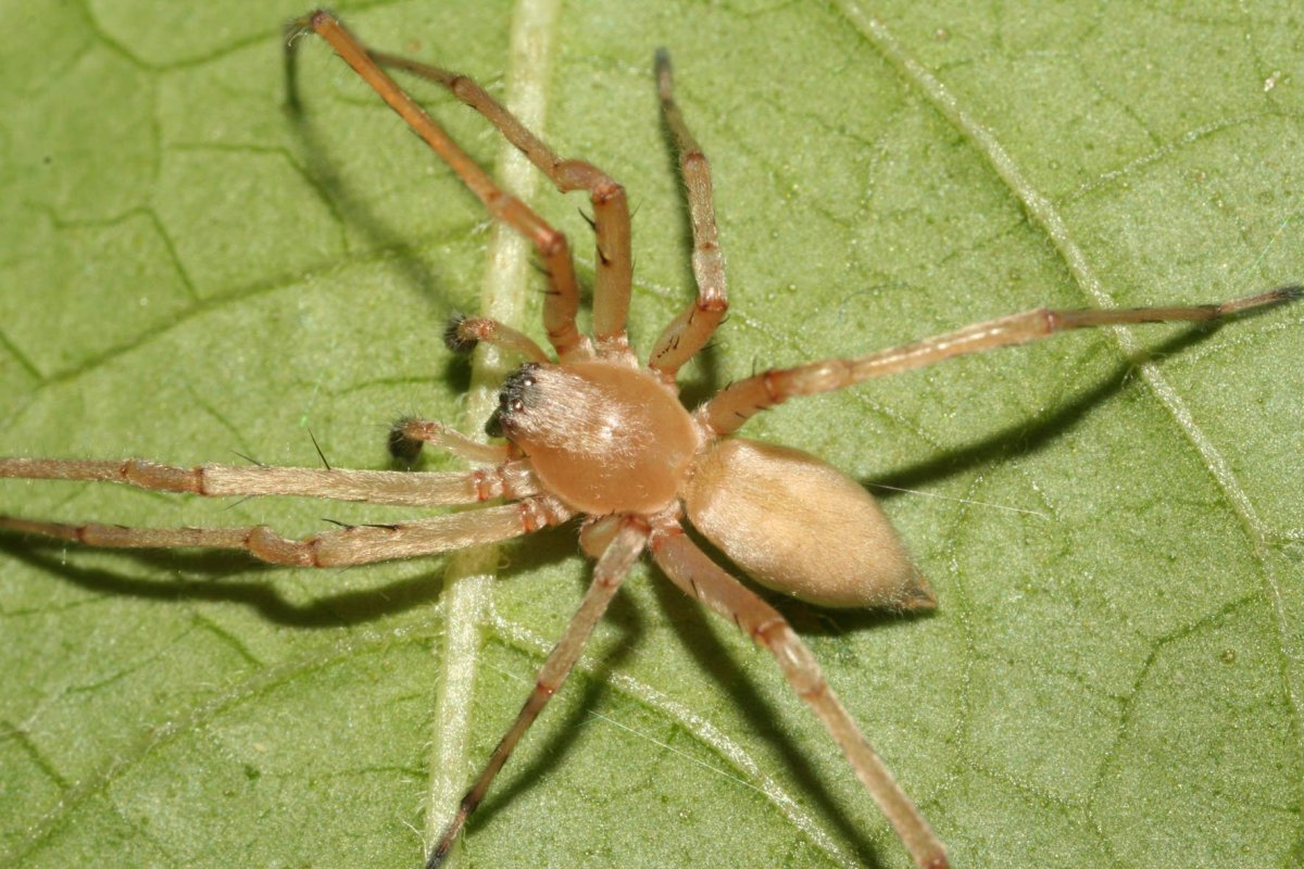 ФОТО: Желтосумный колющий паук 1