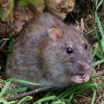 ФОТО: Земляная крыса 29 Анна Нистром