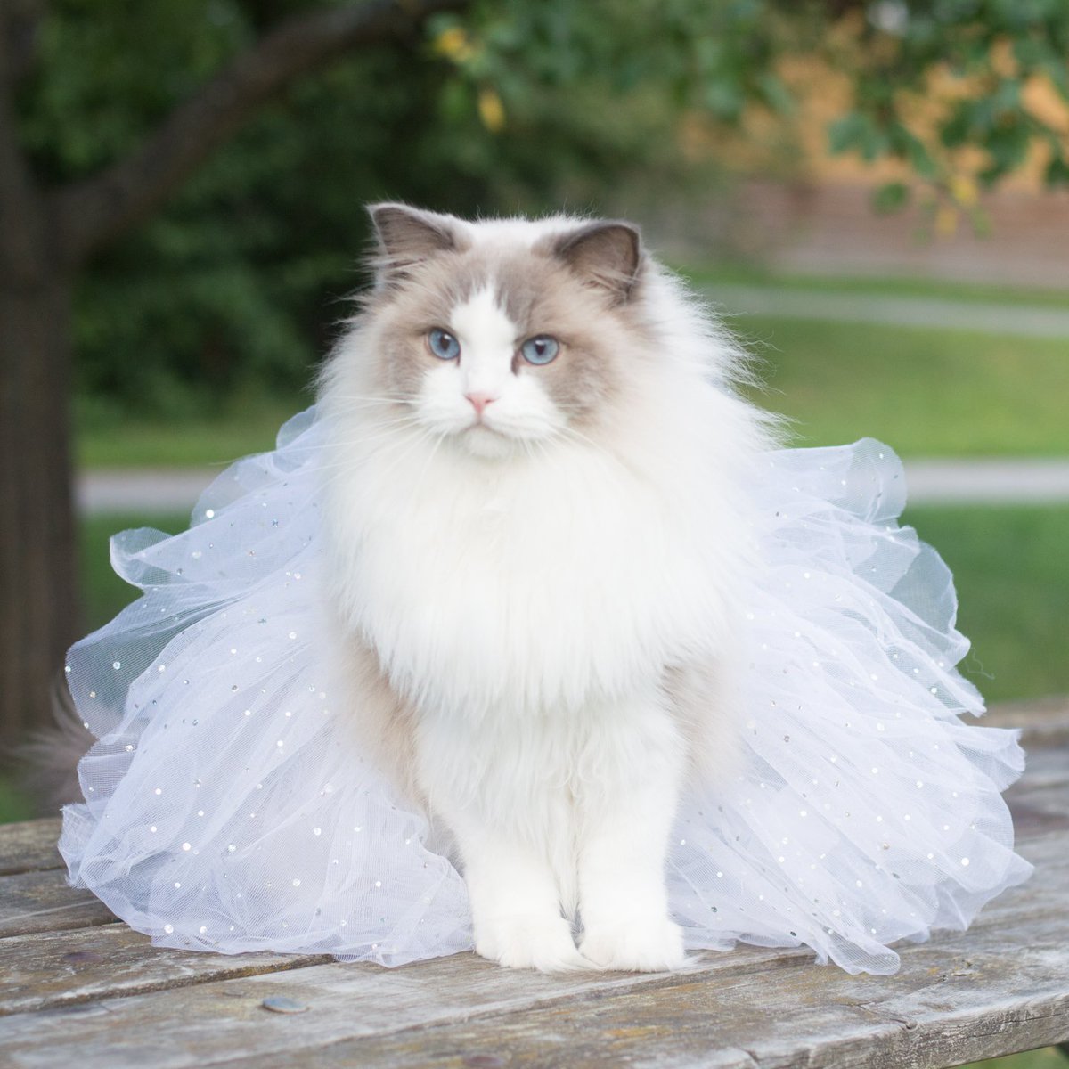 ФОТО: Самая красивая кошка в мире 7