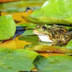 ФОТО: Озерная лягушка 19 психология